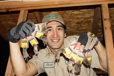 mouse trapping